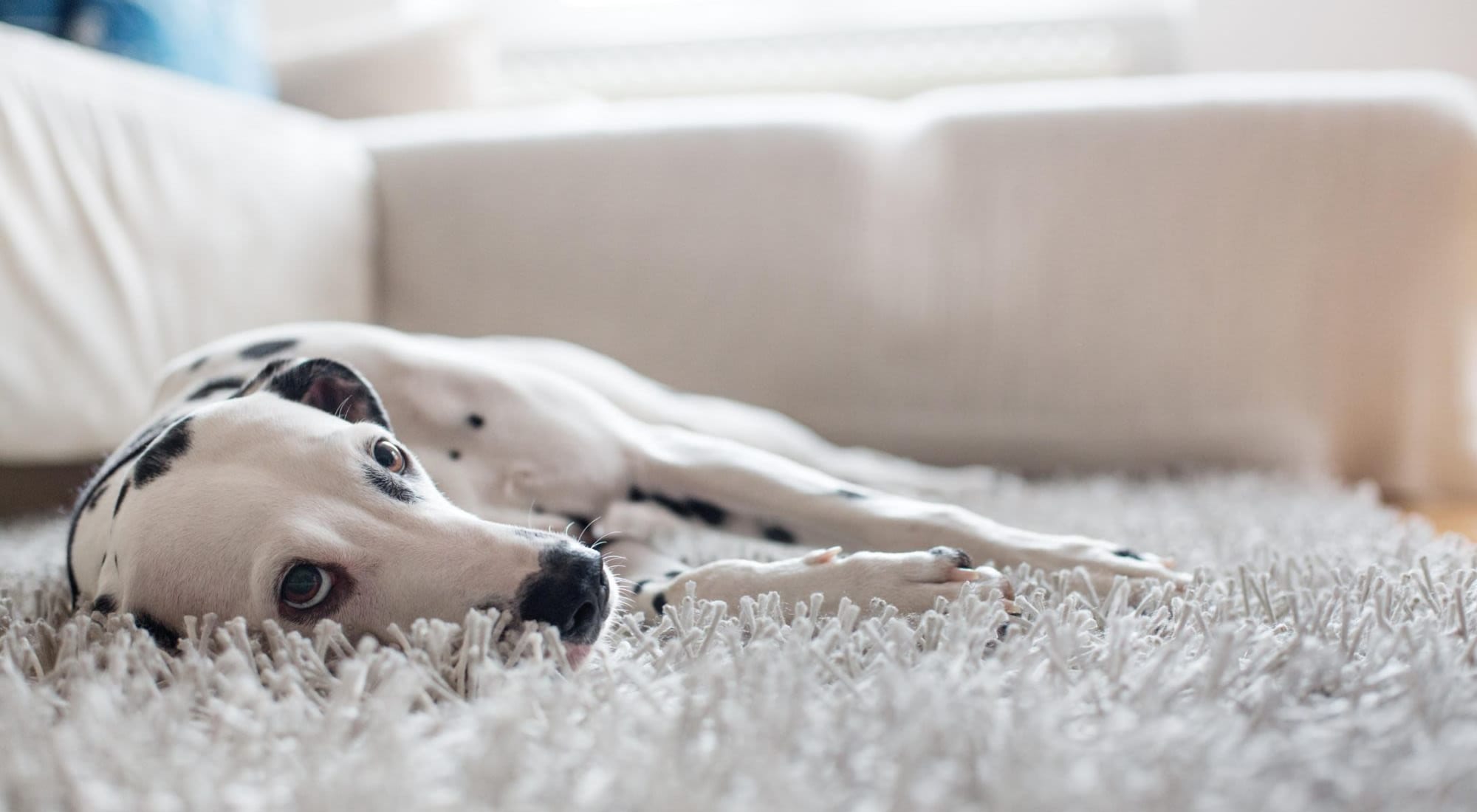 Pet Friendly | Derby Park in Round Rock, Texas
