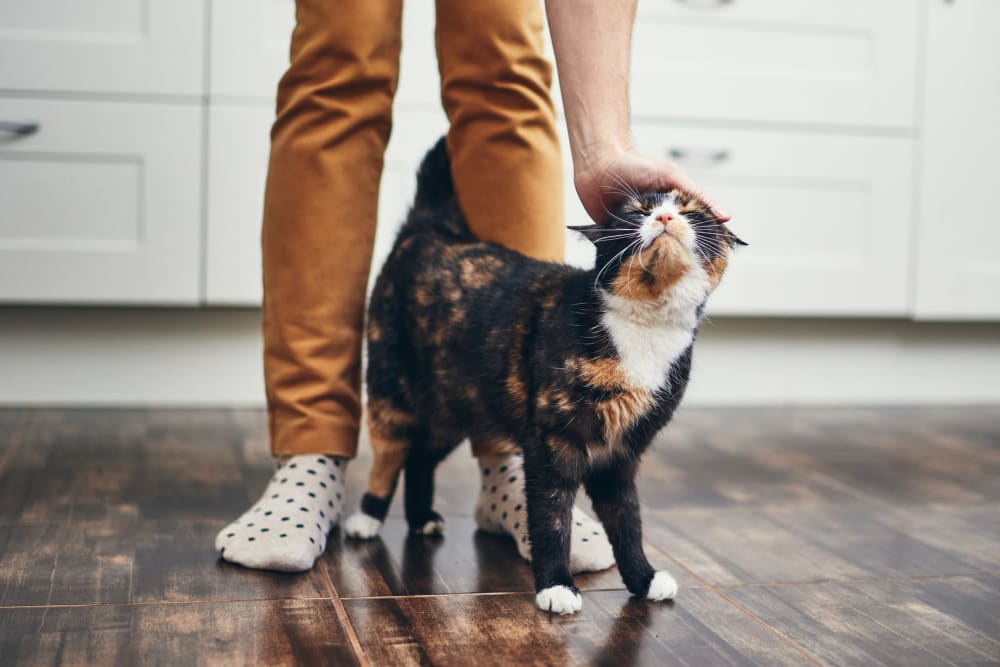 Resident petting their cat at the pet-friendly 1869 West in Pittsburgh, Pennsylvania