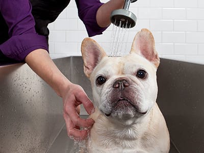 City Centre Ithaca offers a modern dog wash station in Ithaca, New York
