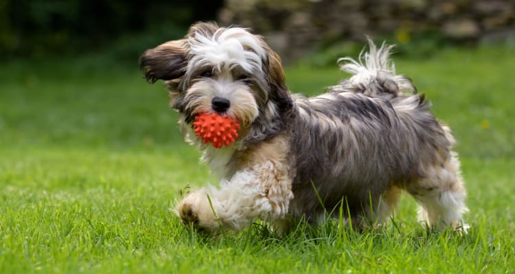 Happy dog with a ball near Okemos Station Apartments in Okemos, Michigan