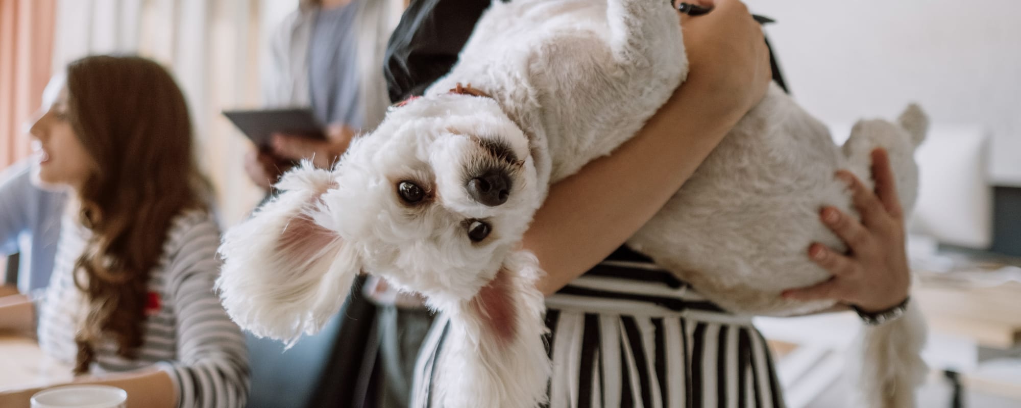 Pet policy at The Lyndon in Irving, Texas