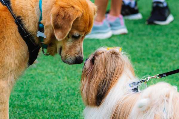  dog park near Clifton on 7th in Phoenix, Arizona 