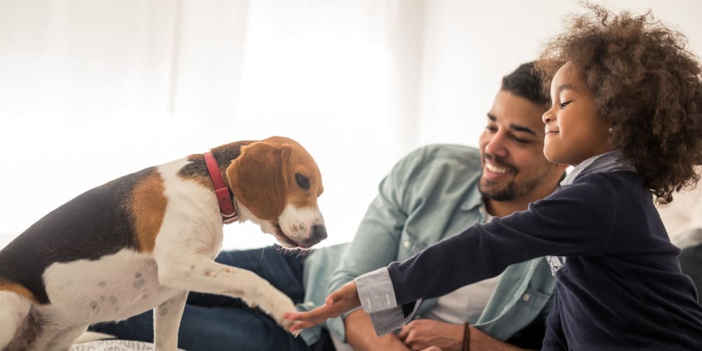 Residents playing with their dog at Pinnacle at Galleria Apartments in Roseville, California