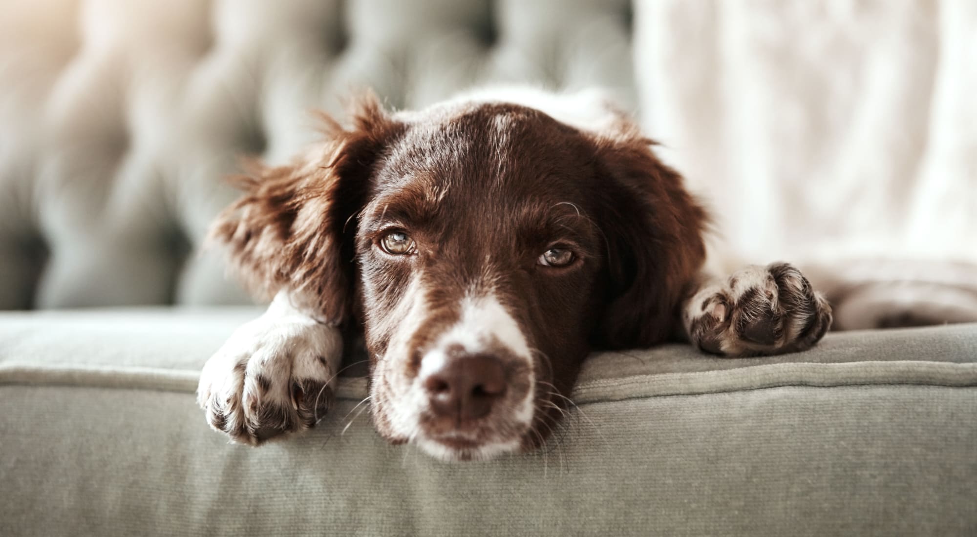 Pet Friendly | Park Vista Apartments in San Antonio, Texas