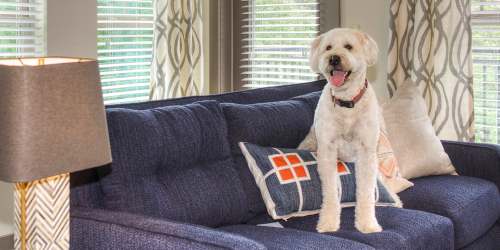 Resident pet standing on couch near Cedar Flats in Charlotte, North Carolina