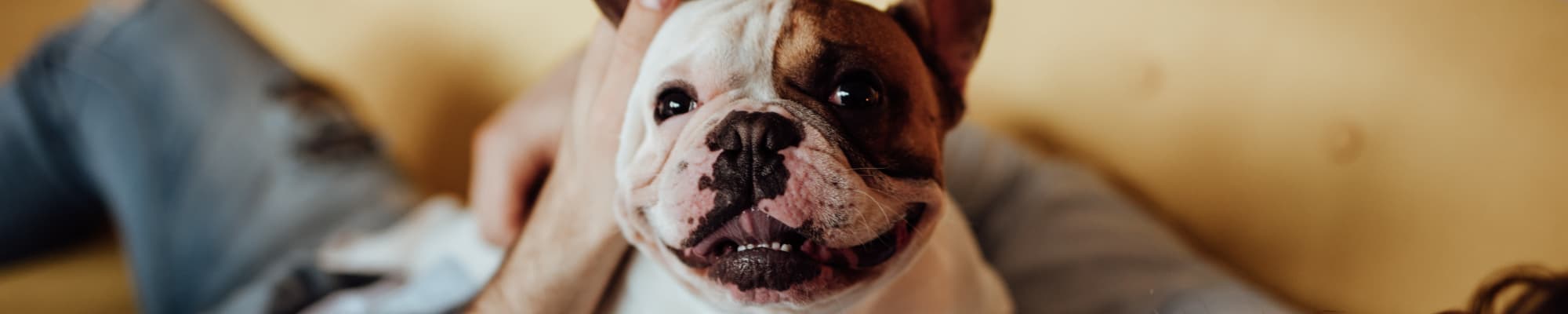 Pet friendly apartments in Austin, Texas at The Copeland