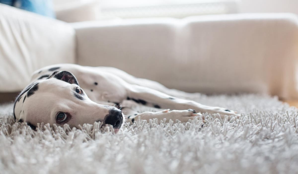 Pet-friendly homes at Studio Park Lofts & Tower in Grand Rapids, Michigan