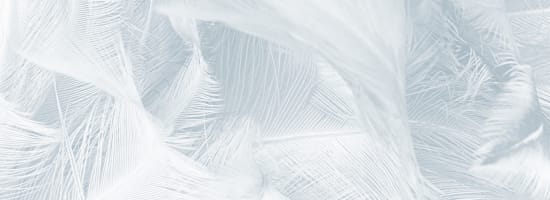 Close up photo of some feathers at Big Sky Flats in Washington, District of Columbia