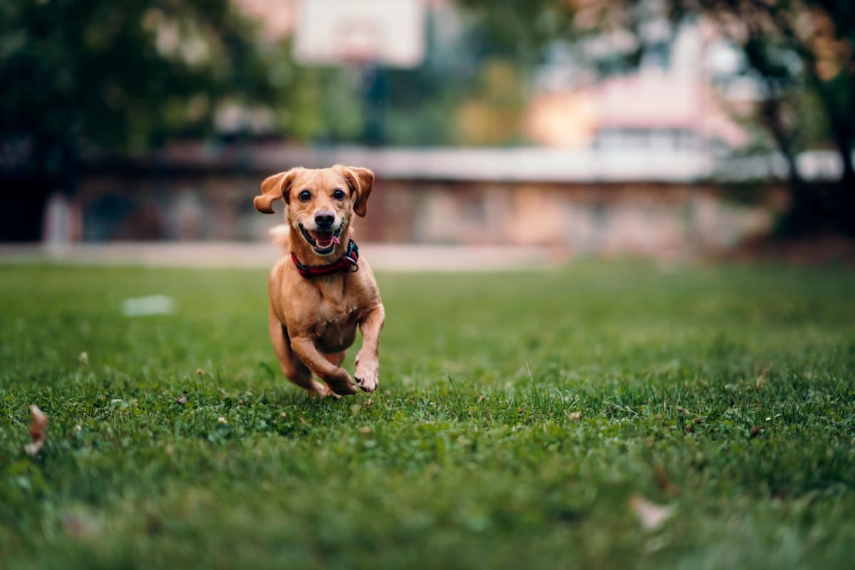 Pet-friendly homes at Donovan Village in Houston, Texas