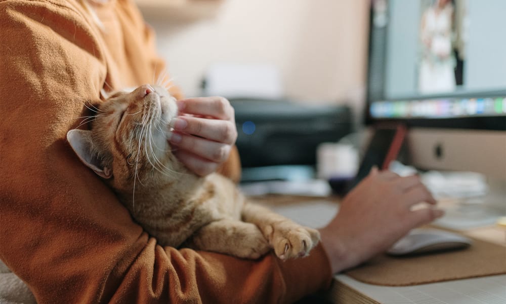 A woman petting a cat at River Crossing in Charlotte, North Carolina