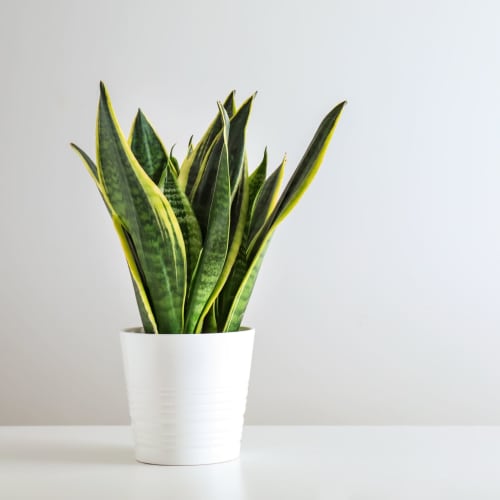 Plant in model apartment of Haven Residential