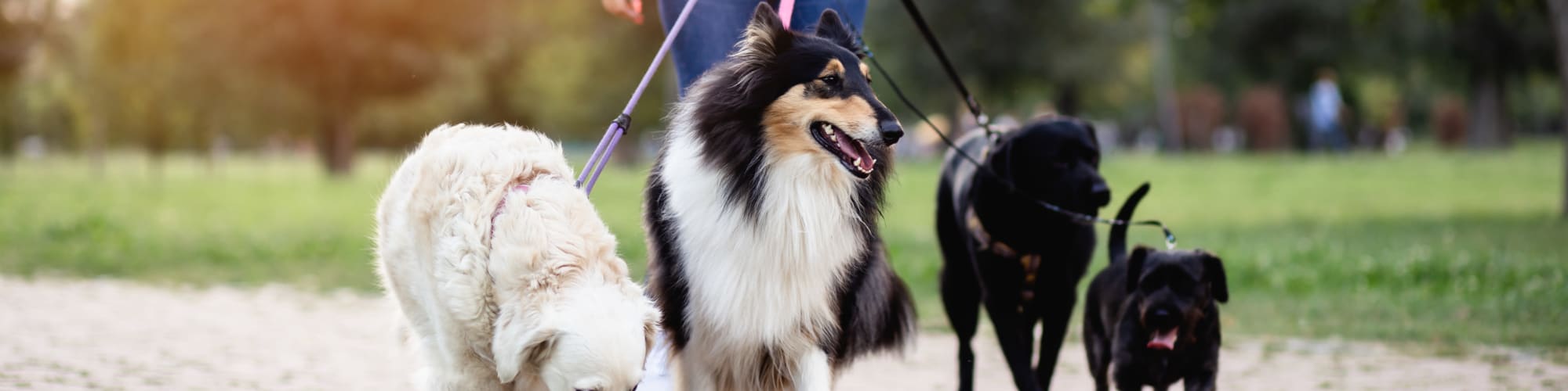 Pet Friendly | Merida in San Antonio, Texas