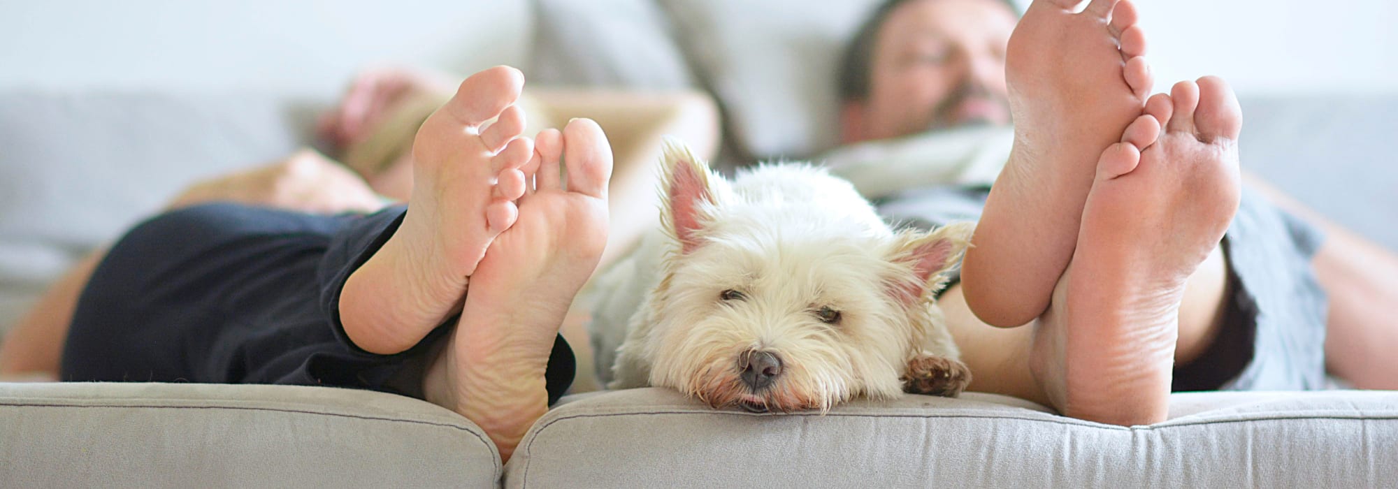 Pet-friendly apartments at Emerald Place in Durham, North Carolina