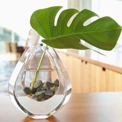 Plant in a small decorative vase at Sofi Westview in San Diego, California