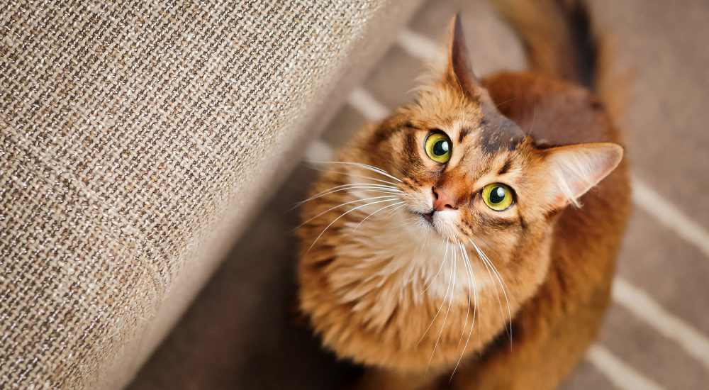 Happy cat at Summit Ridge in Oakdale, Pennsylvania