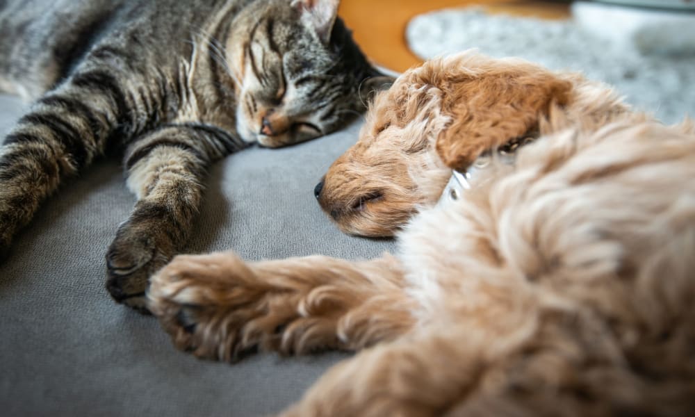 Dog and cat at The Emory in Pensacola, Florida