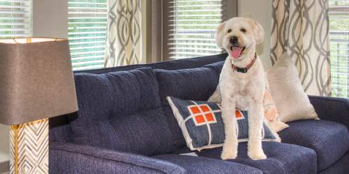 Resident pet standing on couch near Cedar Flats in Charlotte, North Carolina