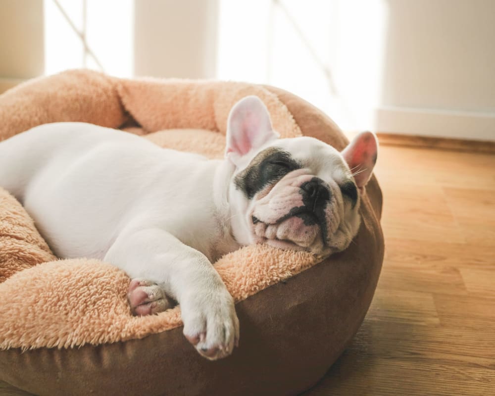 Happy dog sleeping on his bed at Balmoral Arms in Matawan, New Jersey