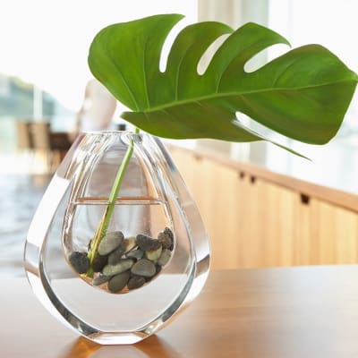 Plant in a decorative vase at Vue Fremont in Fremont, California