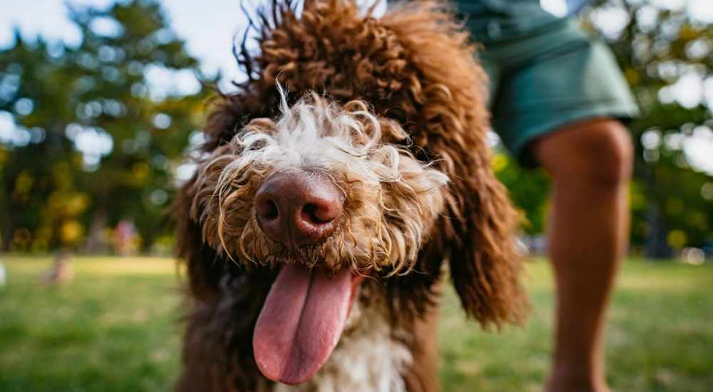 Happy dog posing for a photo outside at Crestview Terrace in Hayward, California