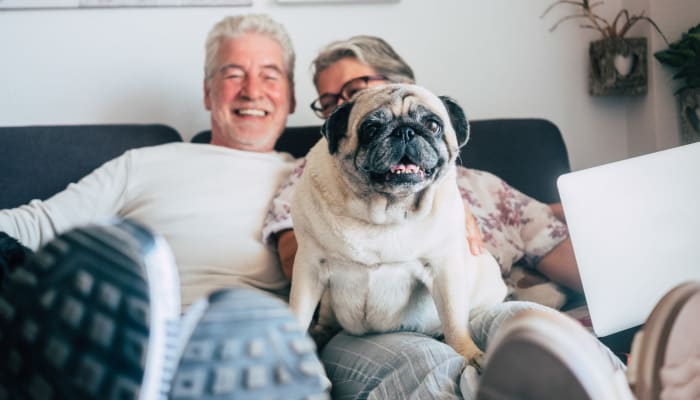 Resident couple sitting on their couch with a cute pug at Estoria Cooperative Lakeville in Lakeville, Minnesota