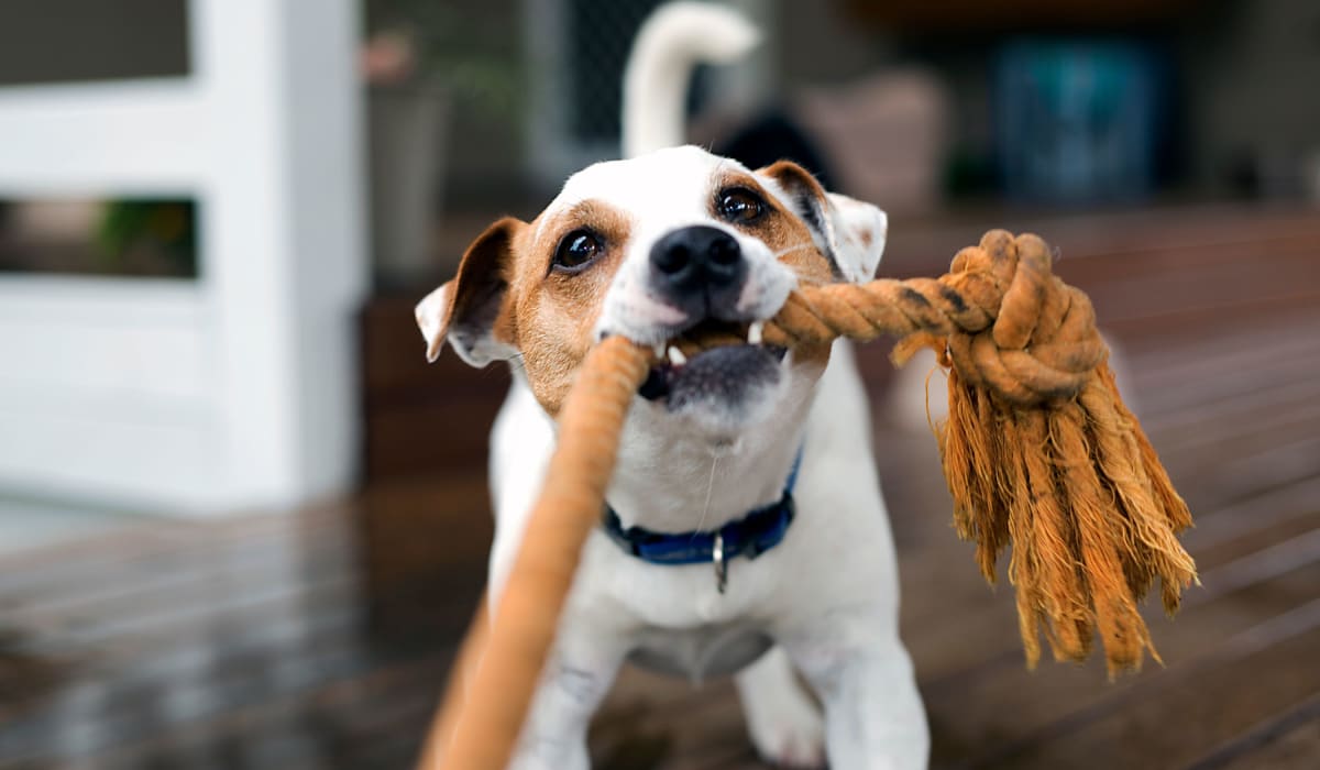 Jack Russell Terrier playing tug o' war at Solera at Avalon Trails in Delray Beach, Florida