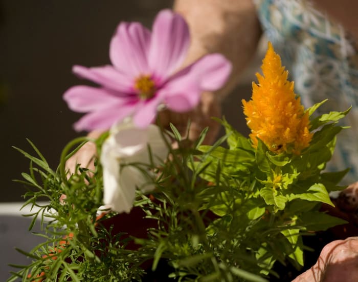 Learn more about memory care at The Terraces at Park Marino