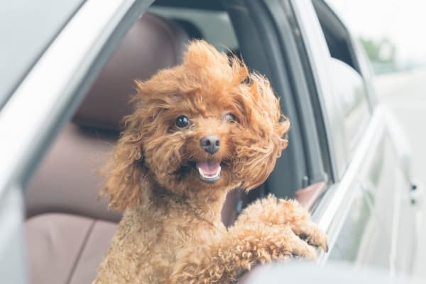 Happy dog sitting in a car at Gramercy Scottsdale in Scottsdale, Arizona