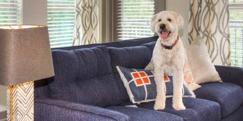 Resident pet standing on couch  near Cedar Flats in Charlotte, North Carolina