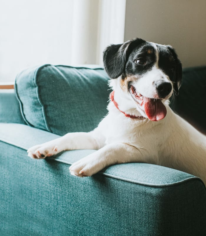 Dog sitting on the couch at Redbud Ranch Apartments in Broken Arrow, Oklahoma