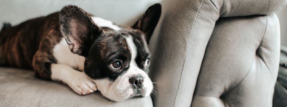 A dog peacefully relaxing in his home at Serramonte Ridge Apartment Homes in Daly City, California