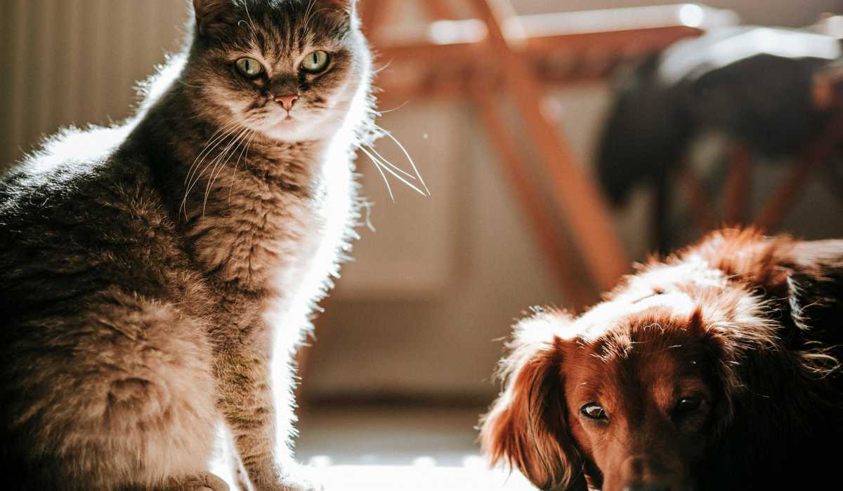 Dog and Cat at Shade At Desert Ridge in Phoenix, Arizona