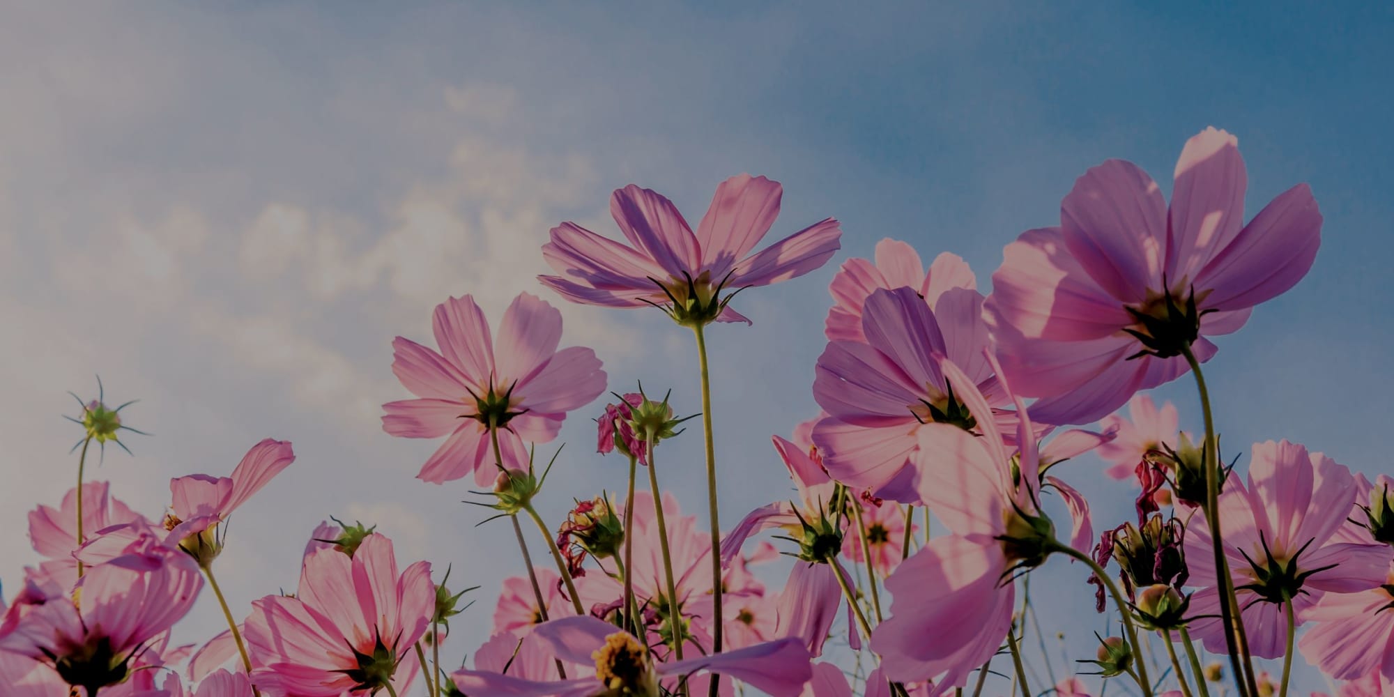 Green Initiatives at Pacifica Senior Living in San Diego, California