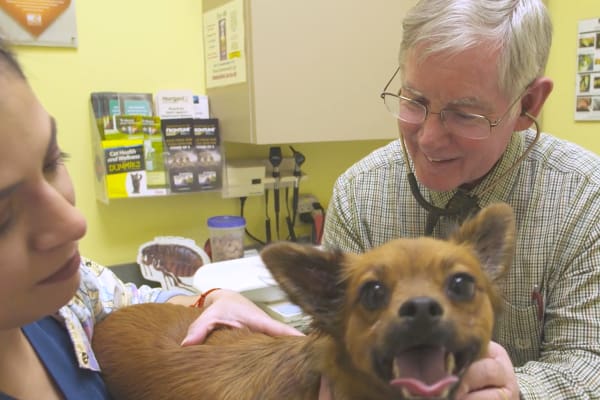 NVA doctor examining a dog