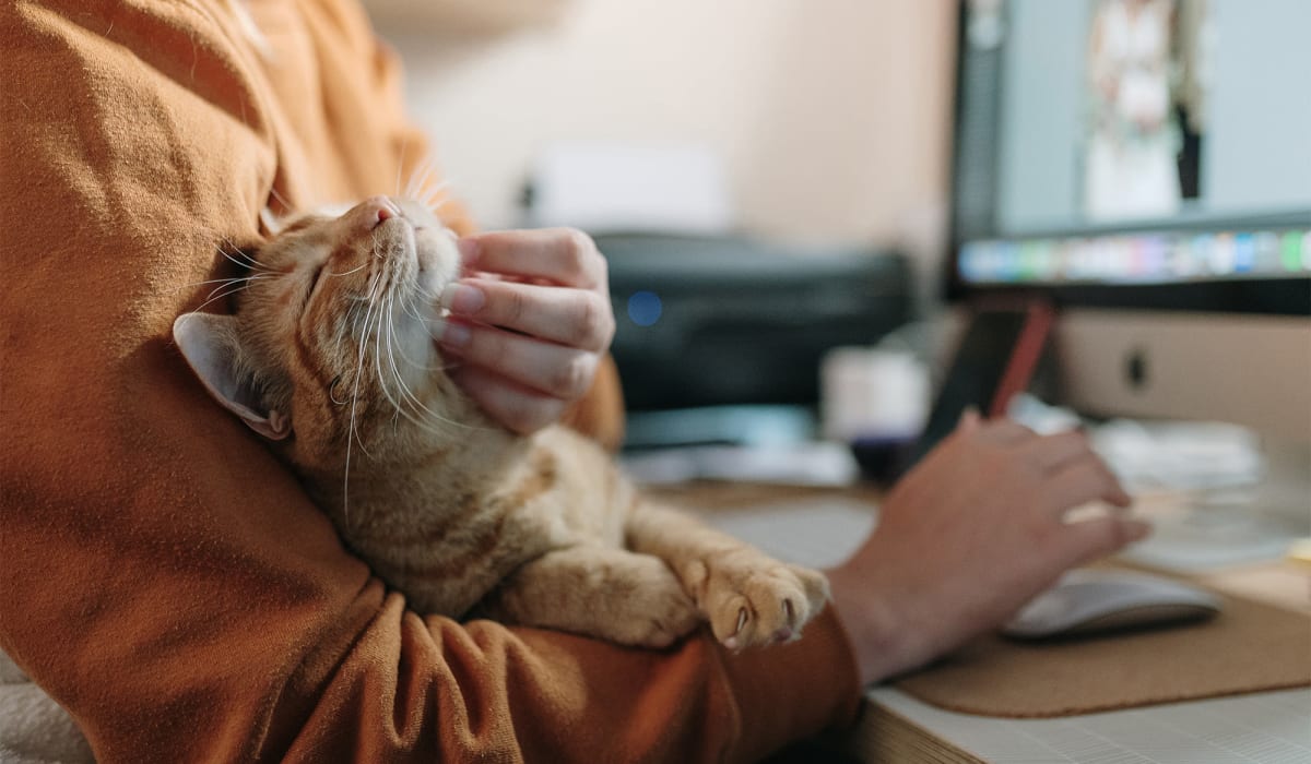 Happy cat relaxing at home at Allegheny Branch House Lofts in Pittsburgh, Pennsylvania