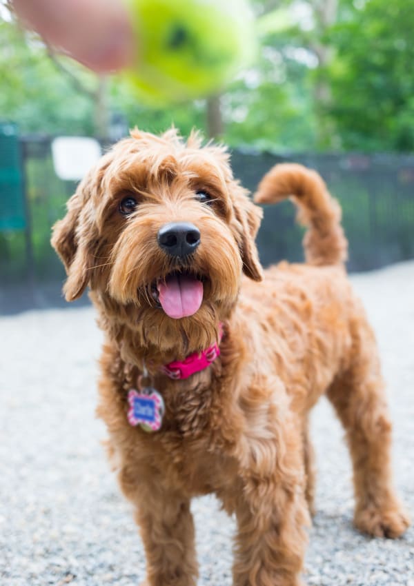 Pet-friendly apartments at Amanda Regency Apartments, Van Nuys, California