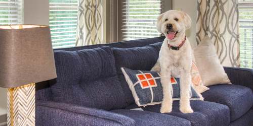 Resident pet standing on couch near Cedar Flats in Charlotte, North Carolina