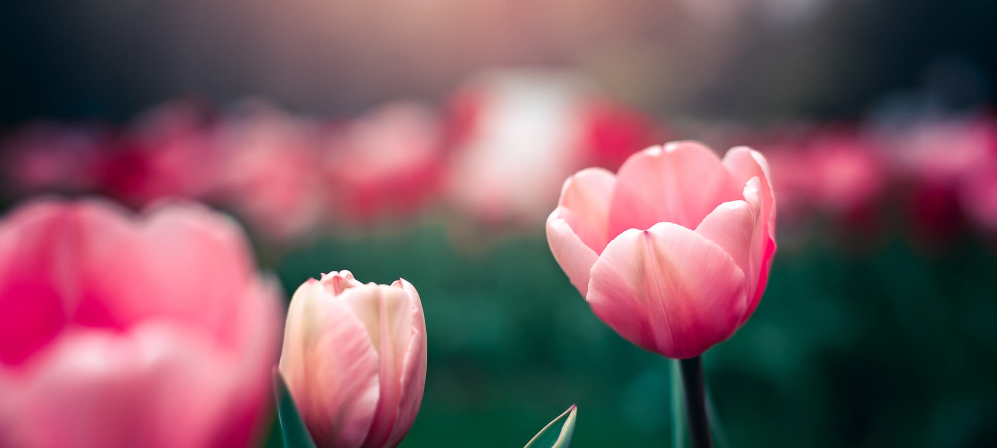 LIFE ENRICHMENT at All Seasons Ann Arbor in Ann Arbor, Michigan
