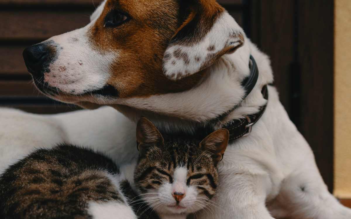 Dog and cat at Camellia in Raleigh, North Carolina