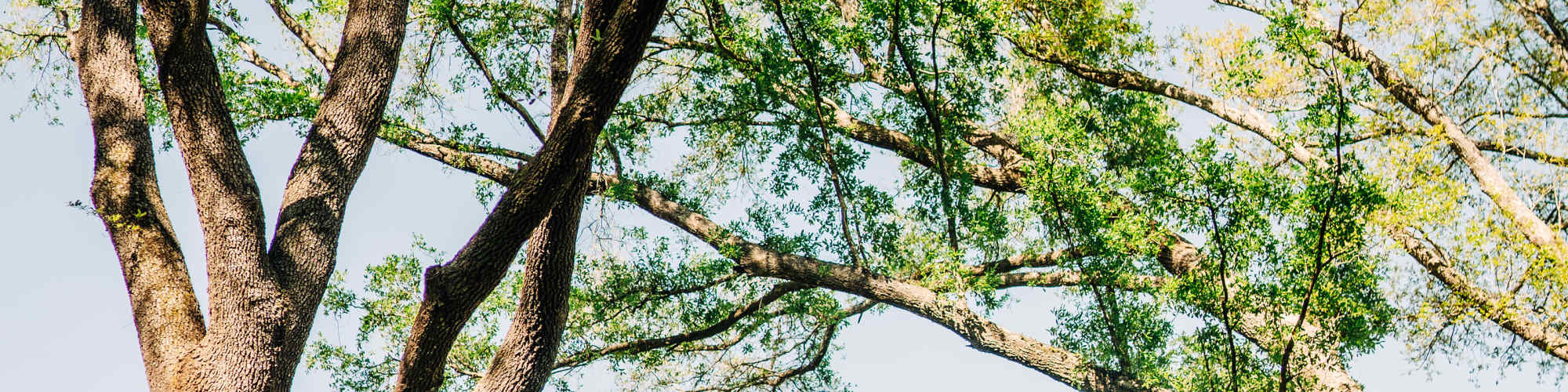 photo of oak trees outside luxury apartment communityPrivacy Policy | The Waters at Freeport in Freeport, Florida