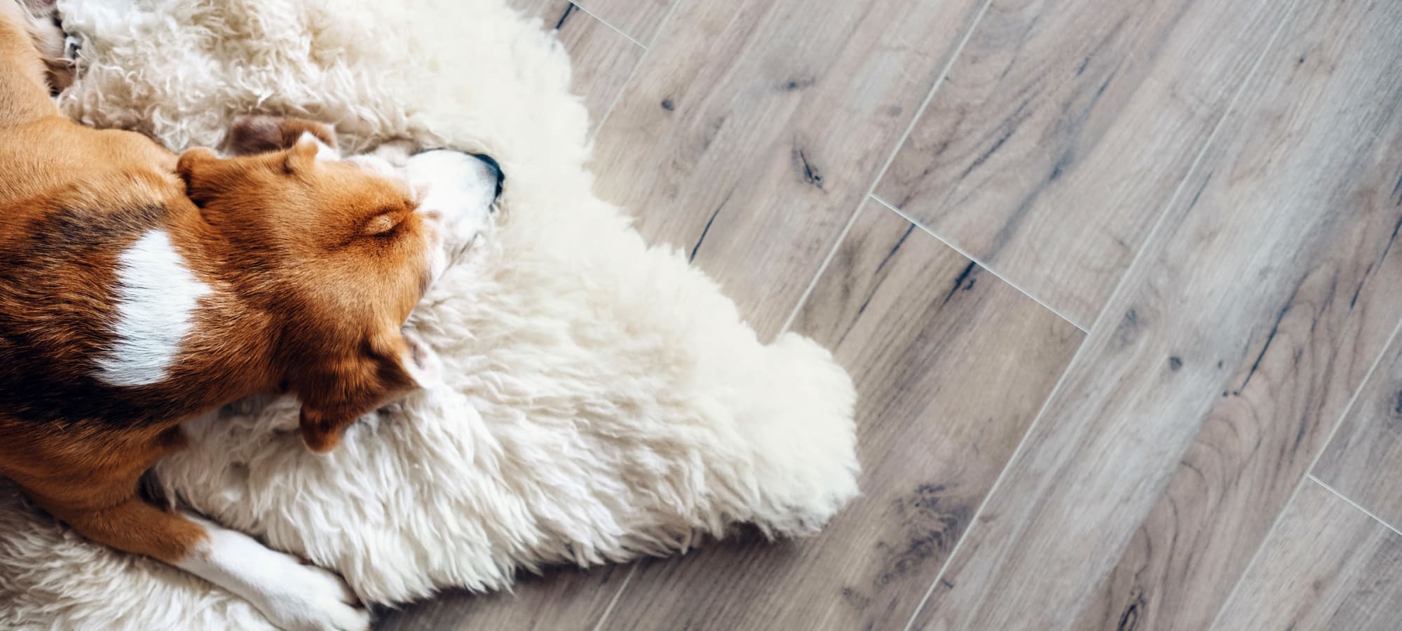 Pet policy at Marquis Rockwall in Rockwall, Texas