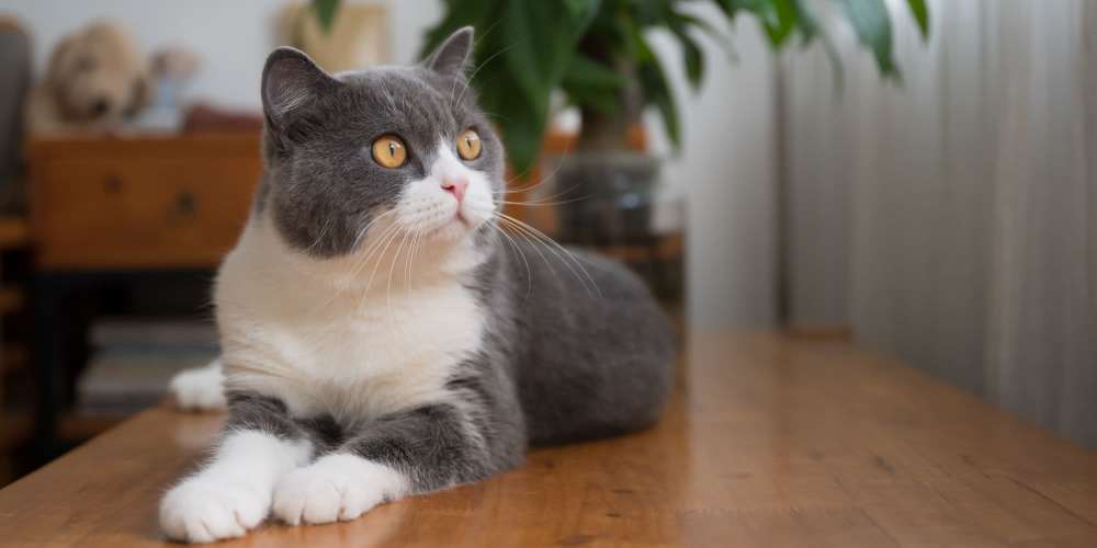 Cat relaxing in living room at BDX at Capital Village in Rancho Cordova, California