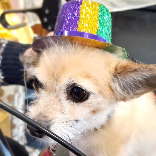 Furry friend at The Oxford Grand Assisted Living & Memory Care in Kansas City, Missouri