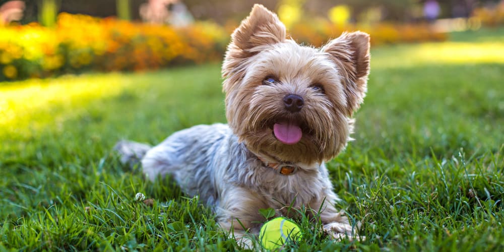 A happy dog sitting in the grass with a ball at Indigo Champions Ridge in Davenport, Florida