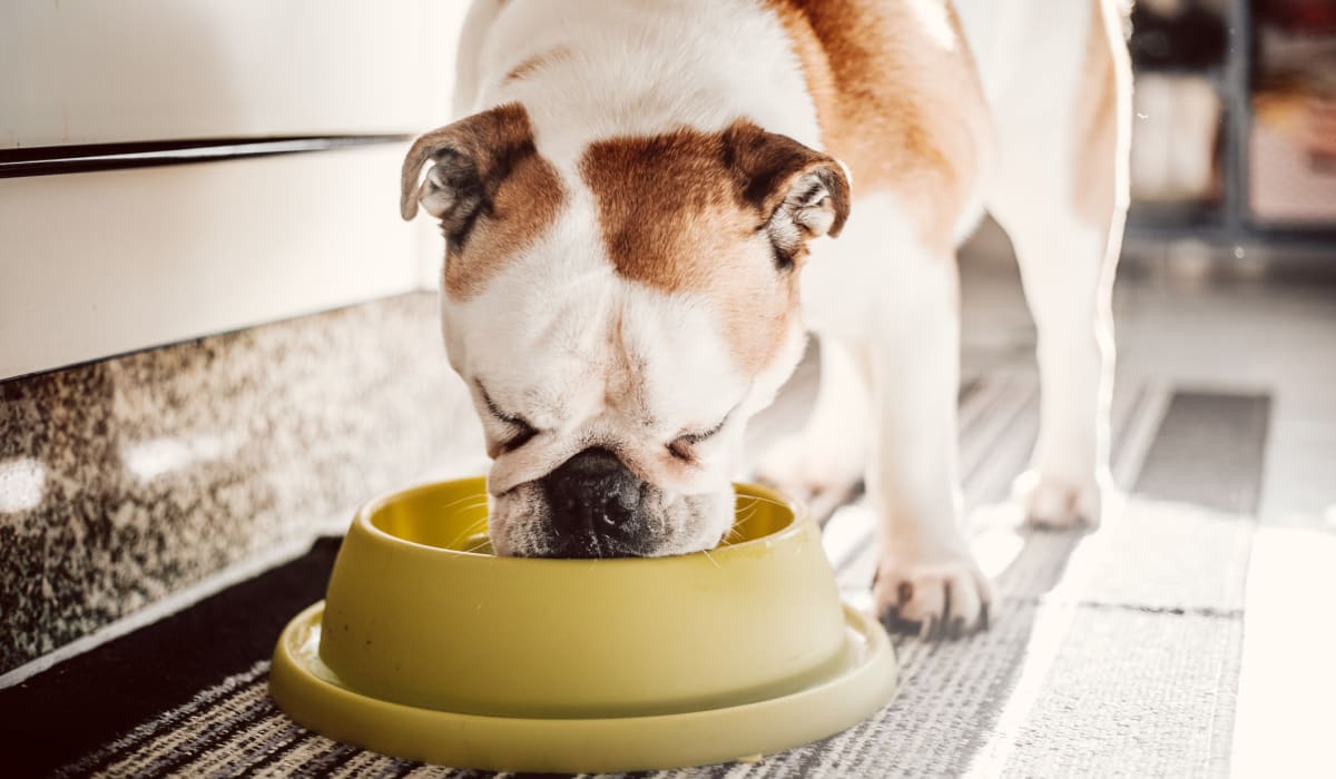 Bulldog eating from a bowl at The Collection Townhomes in Dallas, Texas