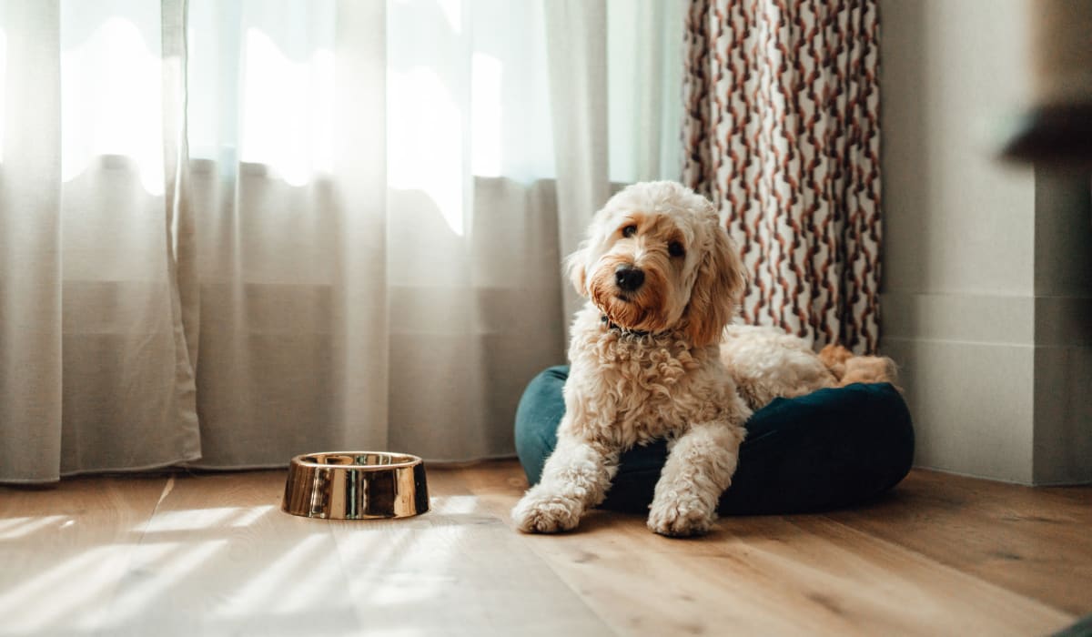 Happy dog sitting in a bed at The Crossing at Katy Ranch in Katy, Texas