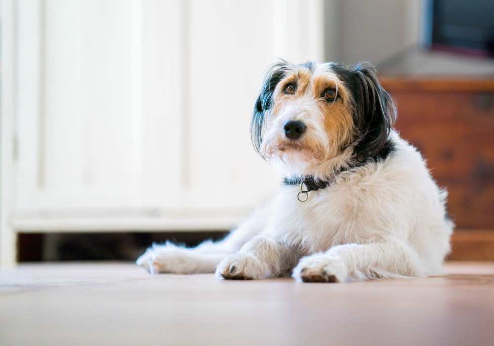 Dogs and cats welcome at Treybrooke Village in Greensboro, North Carolina