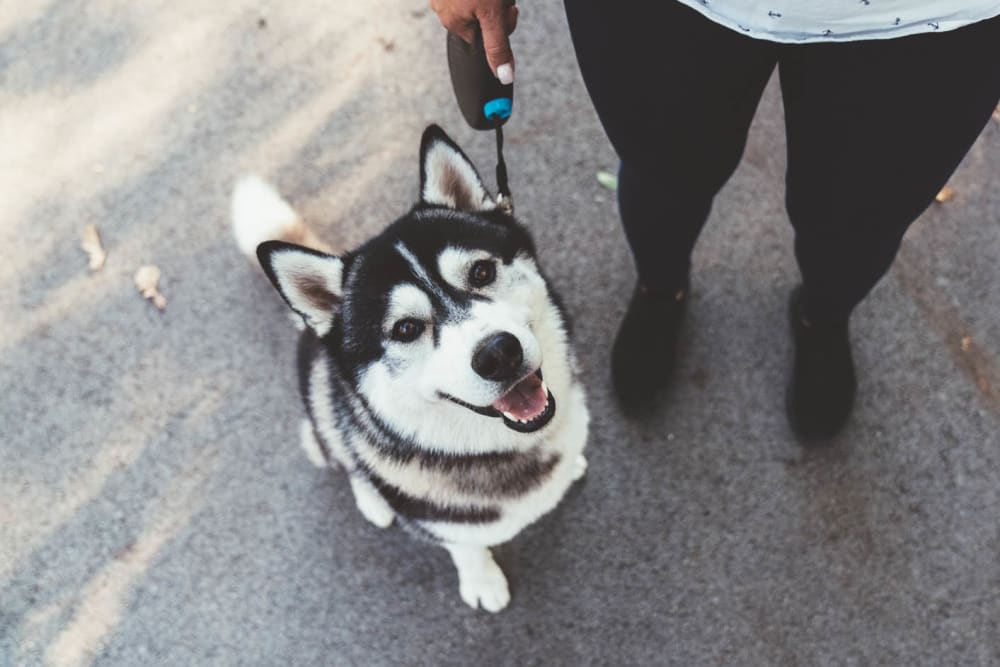 Dog posing for a photo with her owner at Ridgeview Place in Irving, Texas