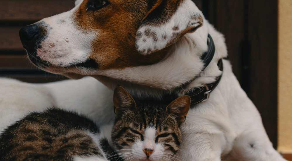 Cats at Sagebrush in Universal City, Texas  