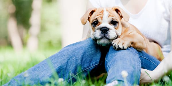 Pet friendly apartments in Rialto